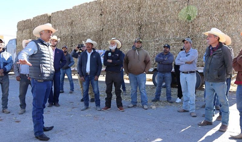 municipio de Jiménez a entrega 100 toneladas de cascarilla de algodón y 200 a 70 productores de ganado